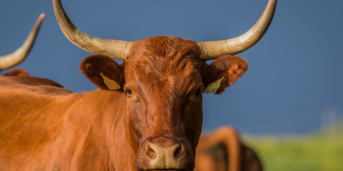 L’Equipe de Rugby à XV de l&rsquo;ASM Clermont-Auvergne en estive sur les pâturages du CNEA de Font-Romeu.