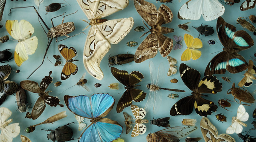 Émerveillons-nous devant la Performance !