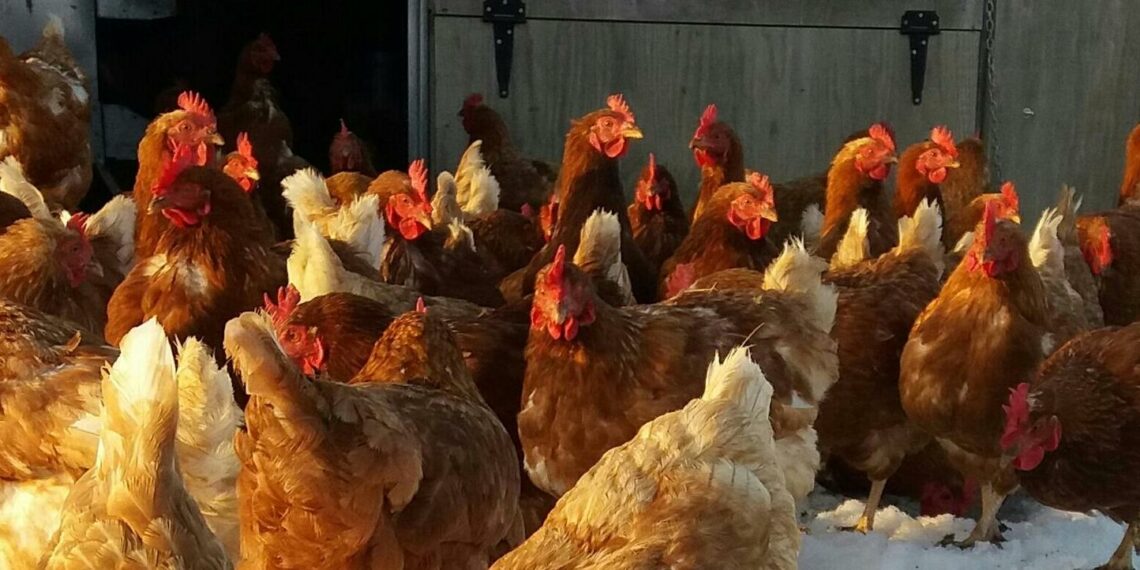 RUGBY: LA FORMATION DES ENTRAÎNEURS AU CŒUR DU POULET