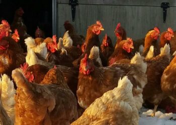 RUGBY: LA FORMATION DES ENTRAÎNEURS AU CŒUR DU POULET